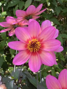 Blütenkunst Dahlie Rockin Rosie bayrische Blume 2020