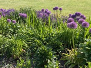 Beetplanung Garten Allium Zierlauch Staudenbeet